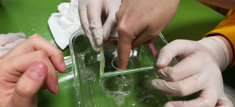 Mechanobiology made easy Mechanobiology made easy