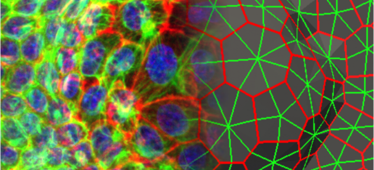 New Research Network on Theoretical and Computational Modelling in Mechanobiology New Research Network on Theoretical and Computational Modelling in Mechanobiology