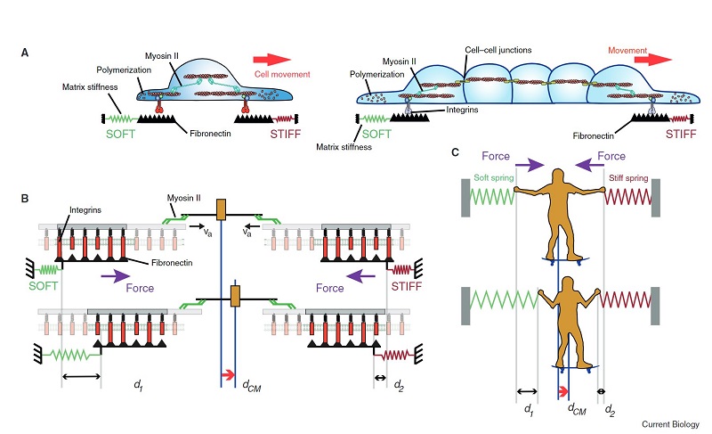 Molecular clutch model proposed to explain durotaxis.