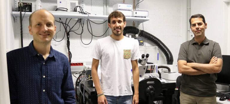 Researchers discover how the intestinal epithelium folds and moves by measuring its forces